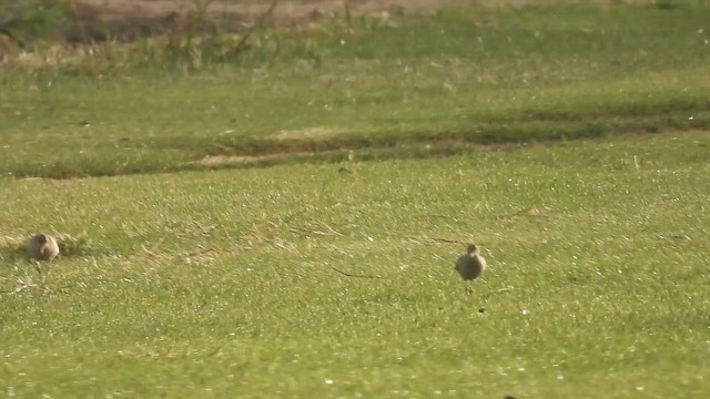 Buff-breasted Sandpiper - ML645667274