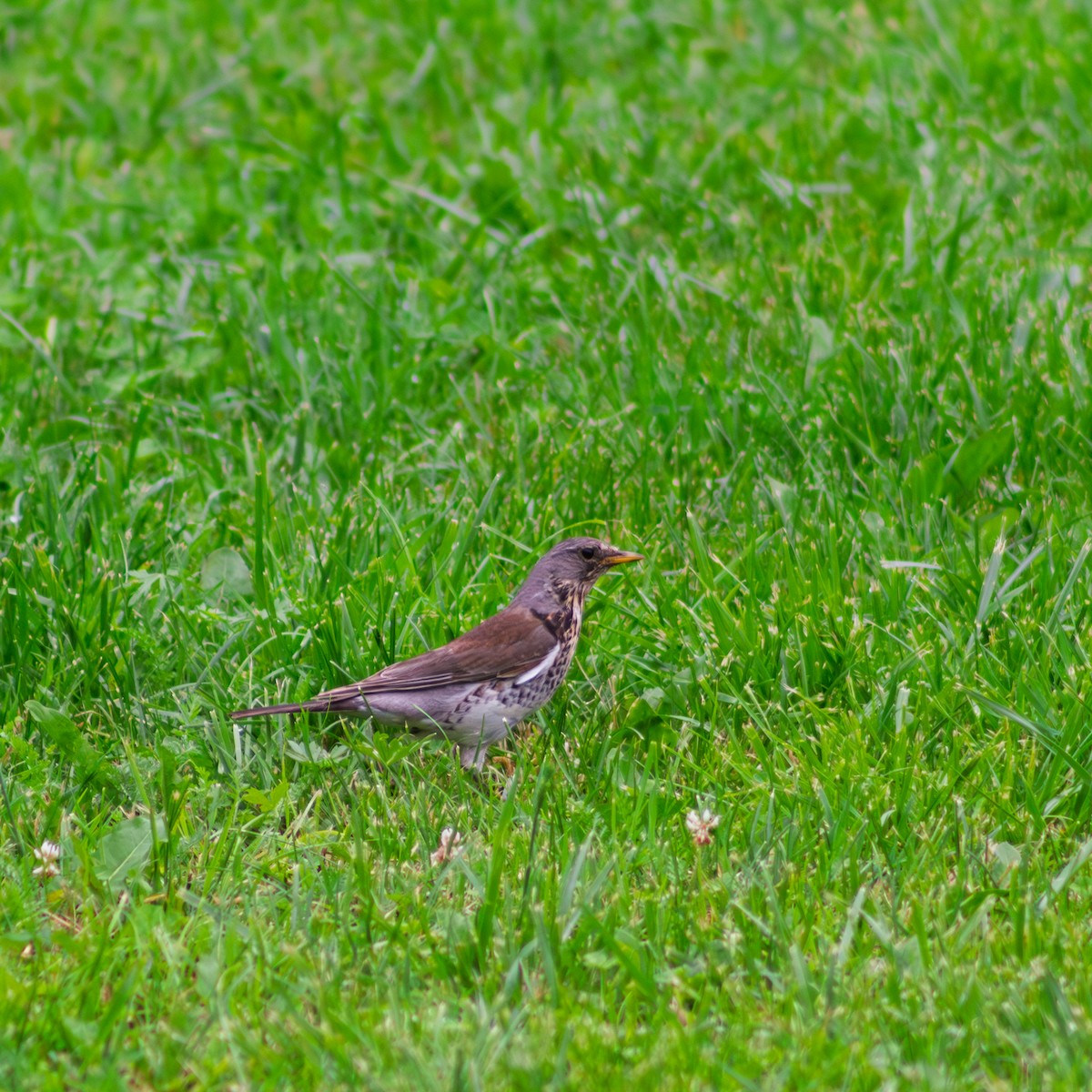 Fieldfare - ML645667276