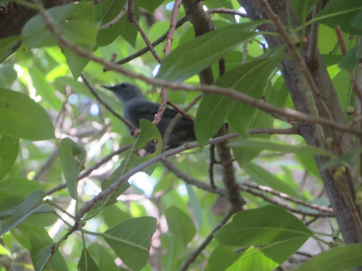 Gray Catbird - ML645667290