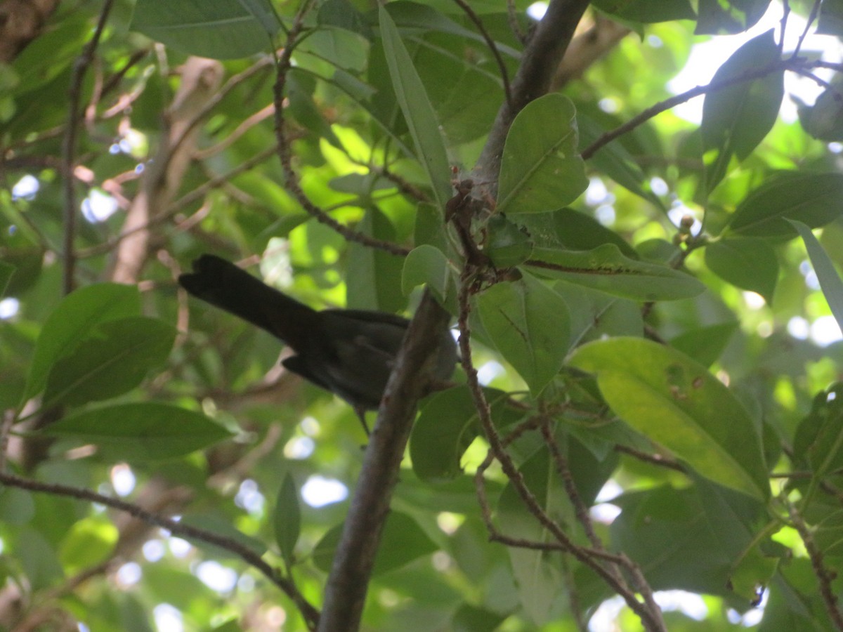Gray Catbird - ML645667291