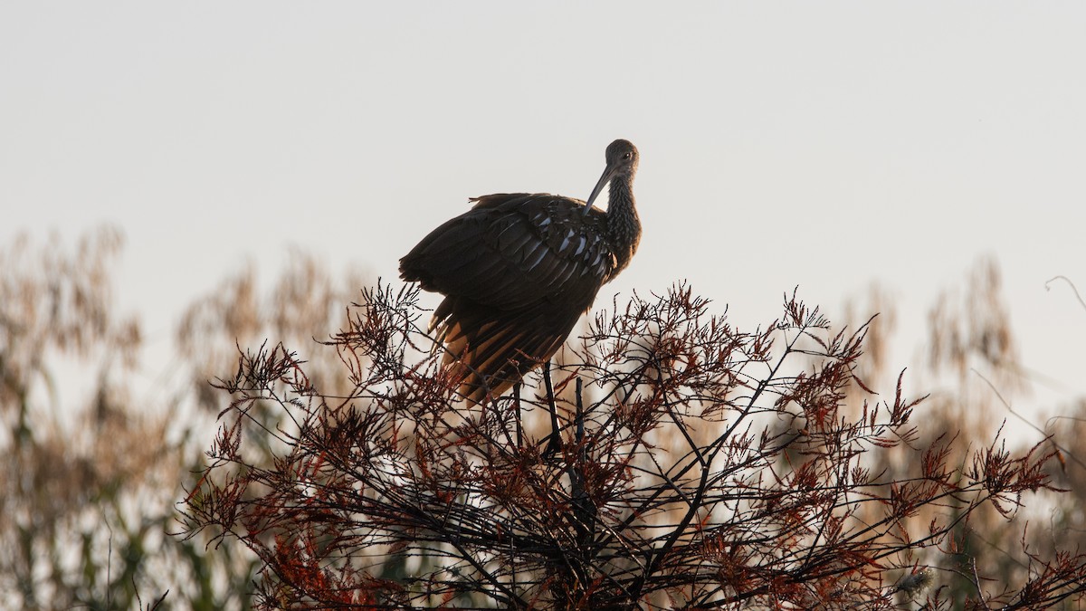 Limpkin - ML645667292