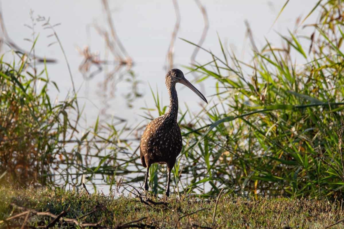 Limpkin - ML645667293