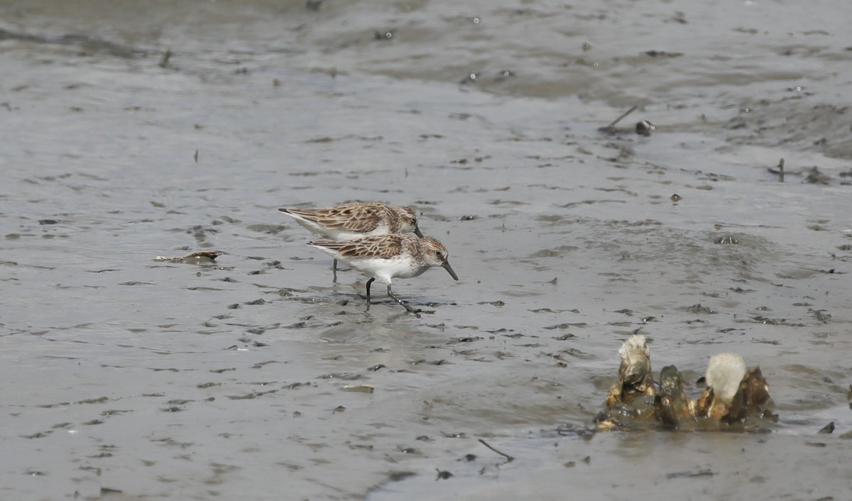 Semipalmated Sandpiper - ML645667298