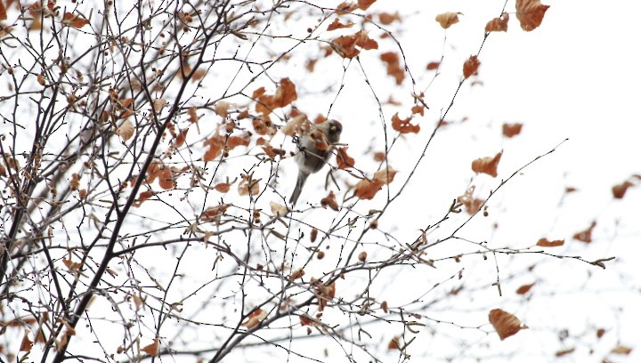 Redpoll - ML645667299