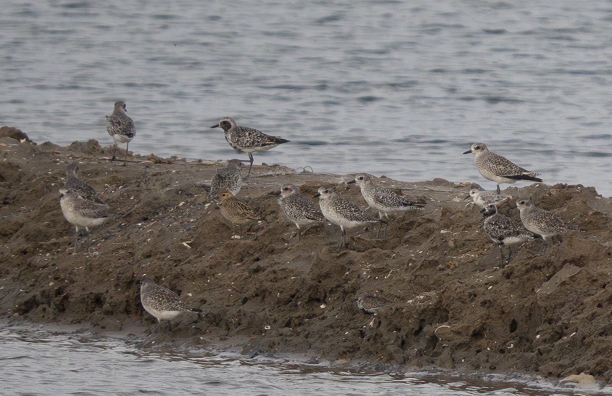 Pacific Golden-Plover - ML645667300