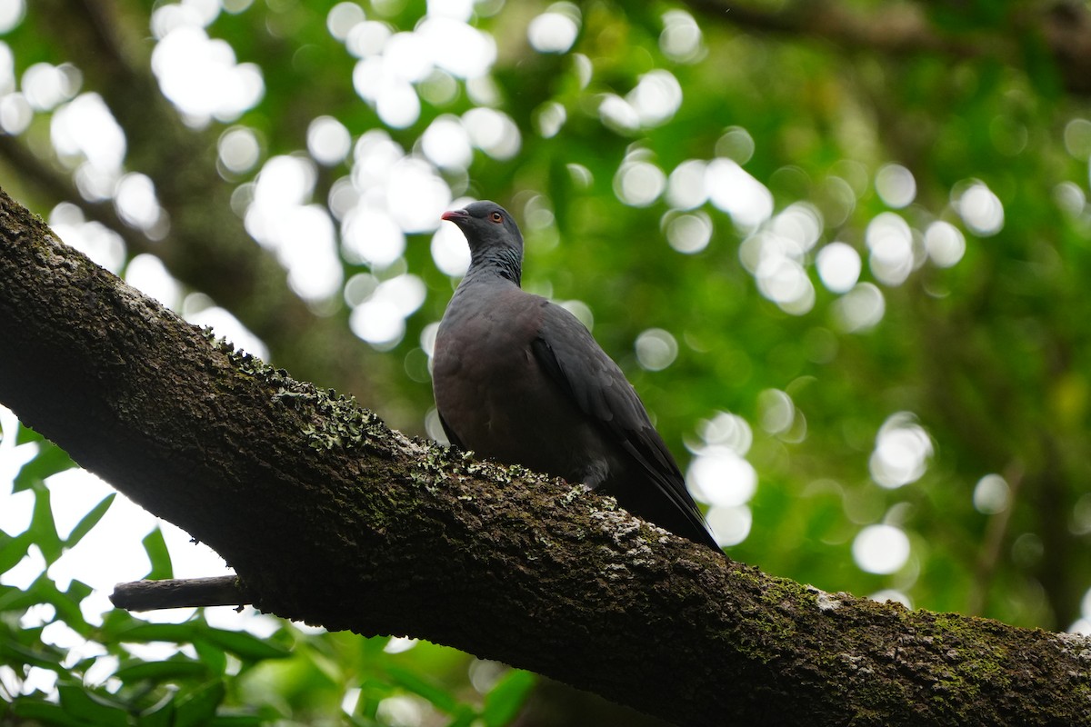 Bolle's Pigeon - ML645667301