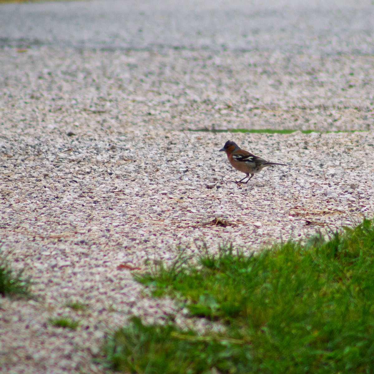 Common Chaffinch - ML645667302
