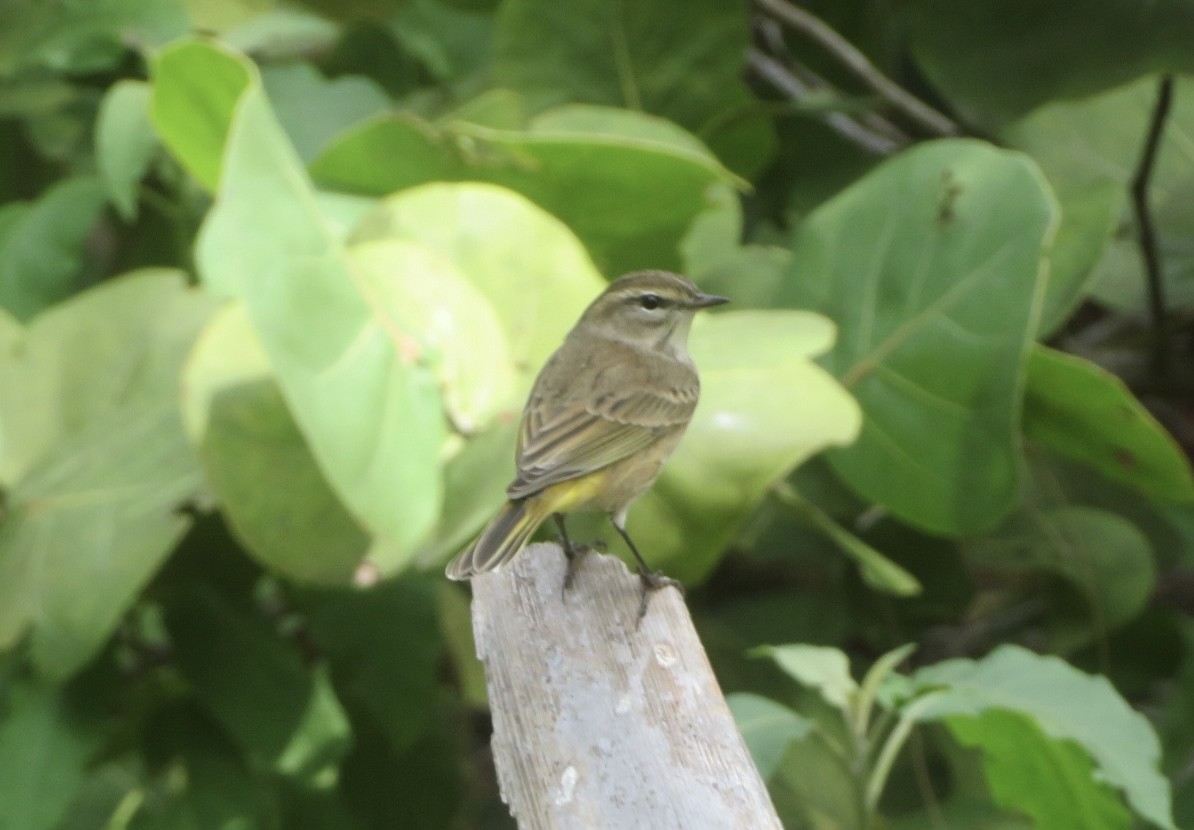 Palm Warbler - ML645667303