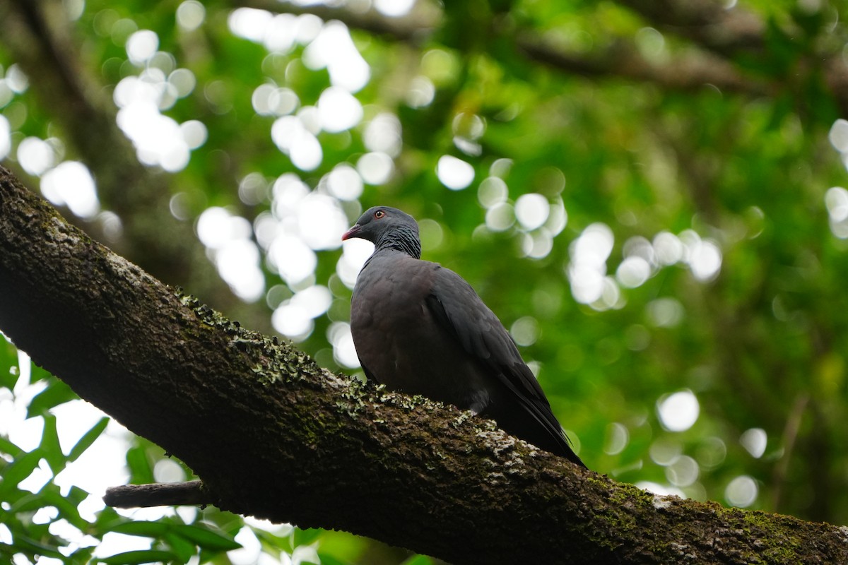 Bolle's Pigeon - ML645667304