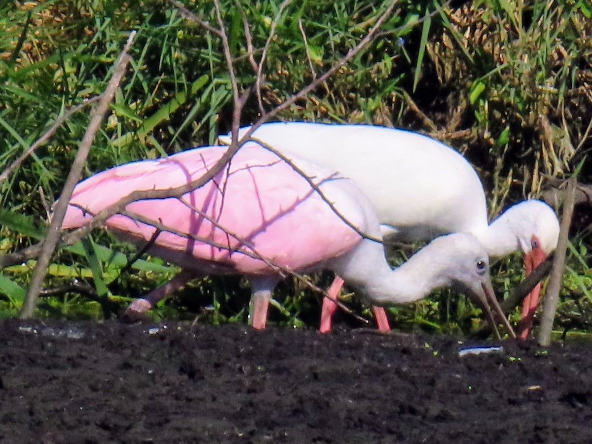 Roseate Spoonbill - ML645667305