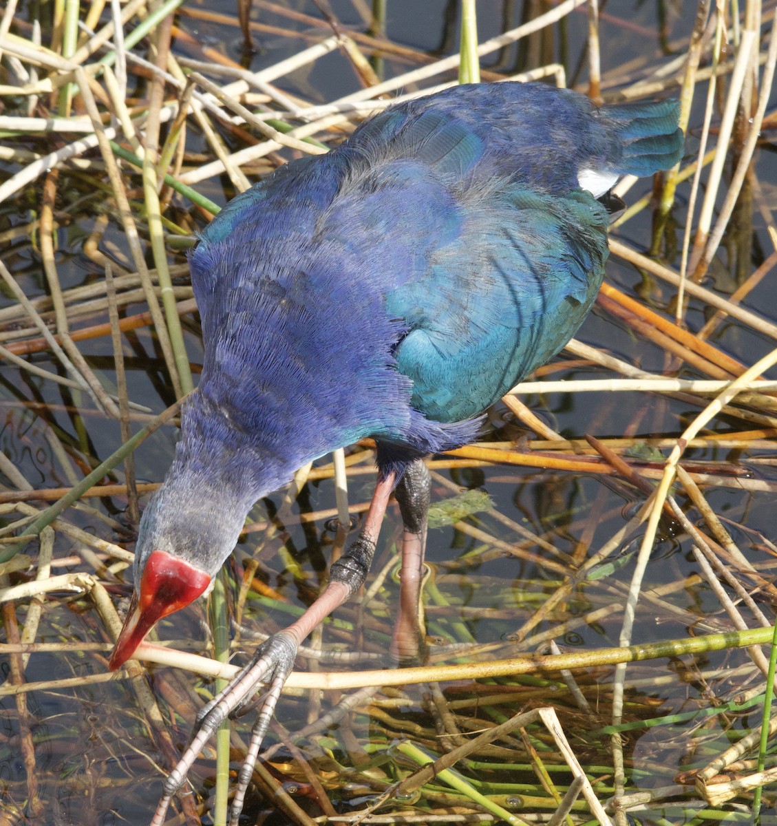 Gray-headed Swamphen - ML645667306