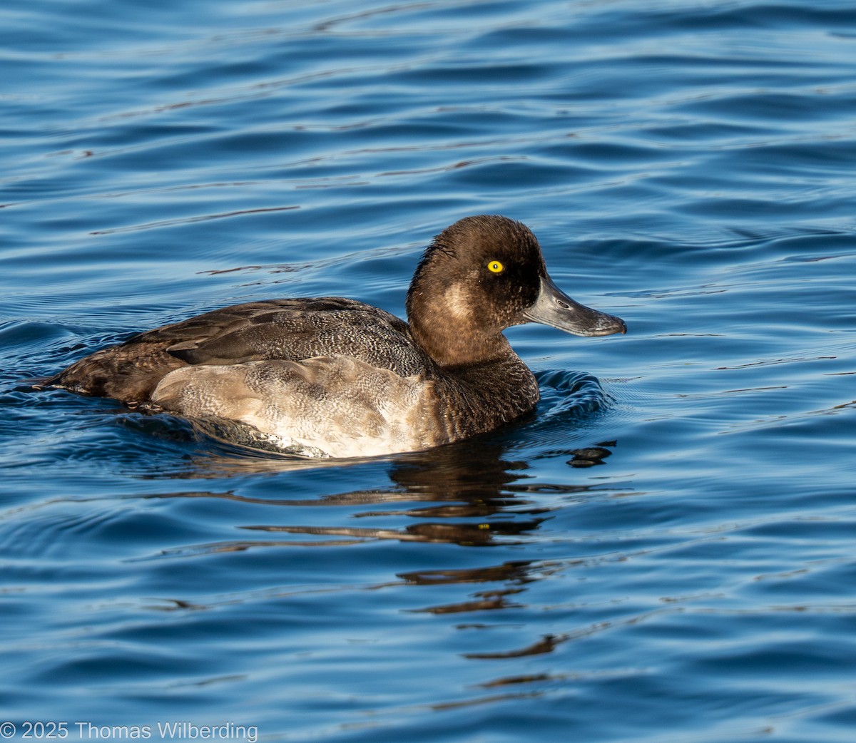 Lesser Scaup - ML645667307