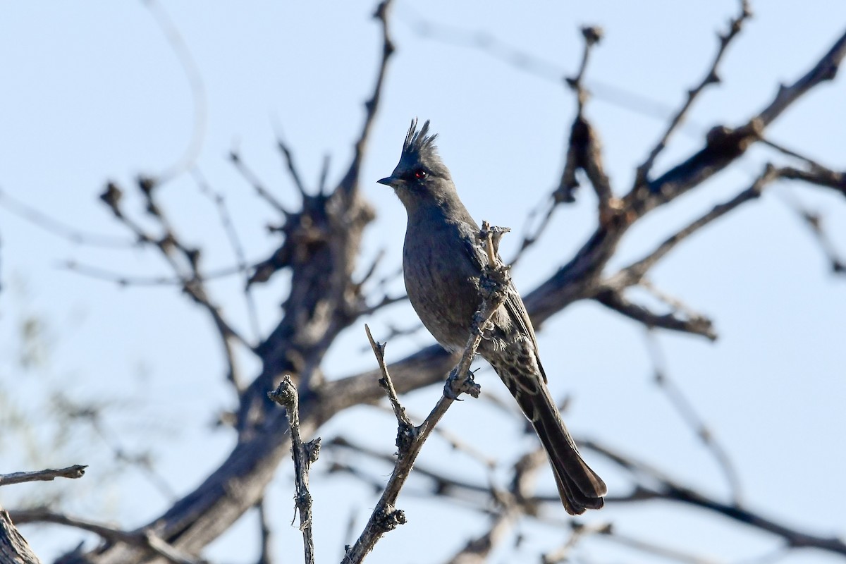 Phainopepla - ML645667309