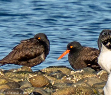 Black Oystercatcher - ML645667310