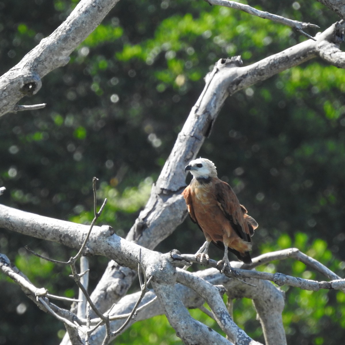 Black-collared Hawk - ML645667311