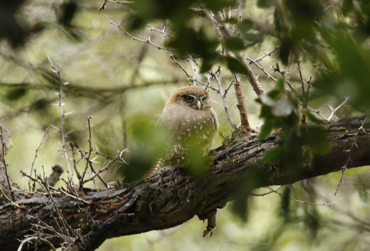 Austral Pygmy-Owl - ML645667313