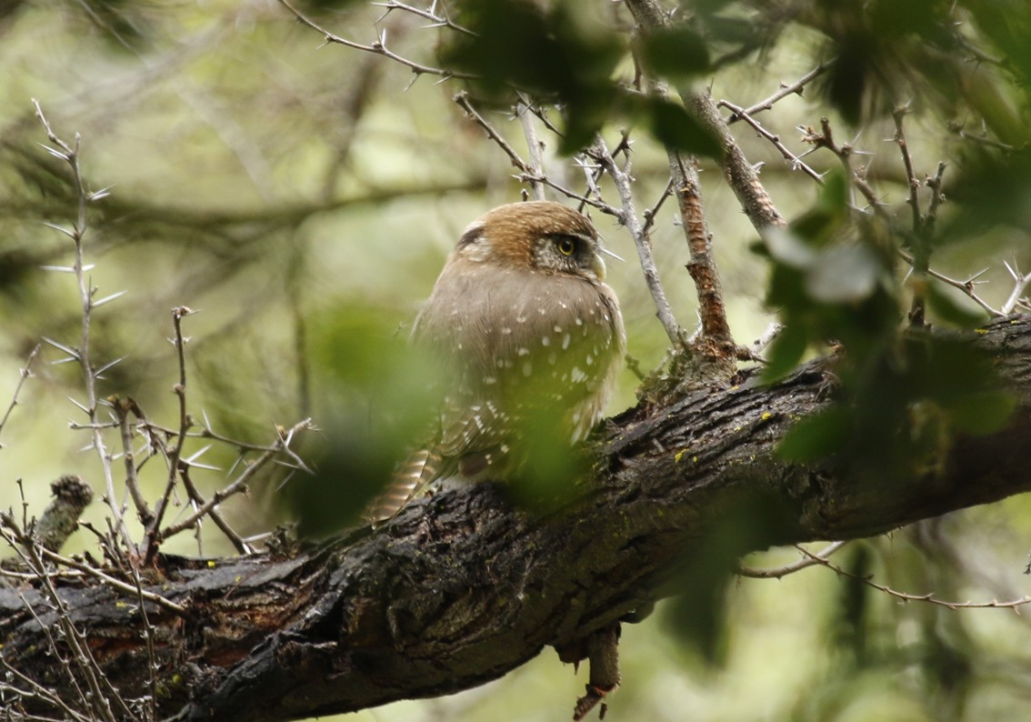 Austral Pygmy-Owl - ML645667314