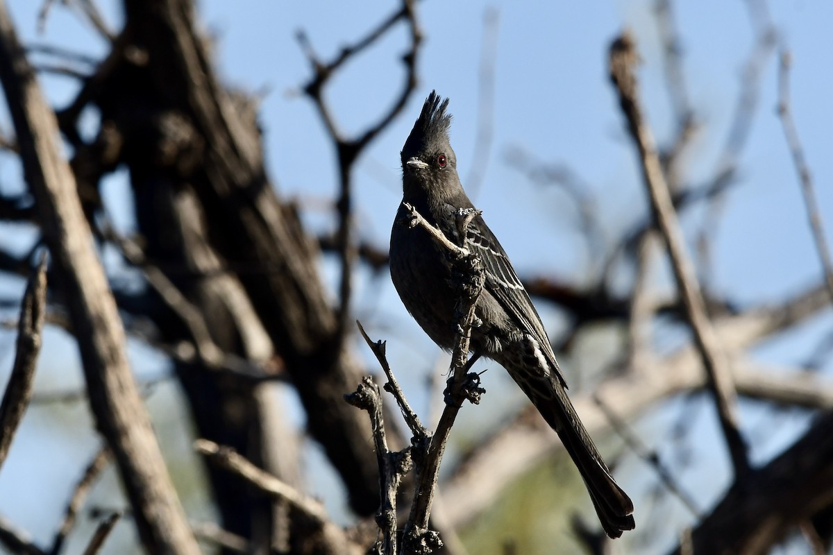 Phainopepla - ML645667315