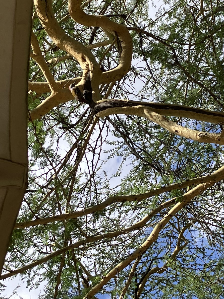 Mountain Gray Woodpecker - ML645667316