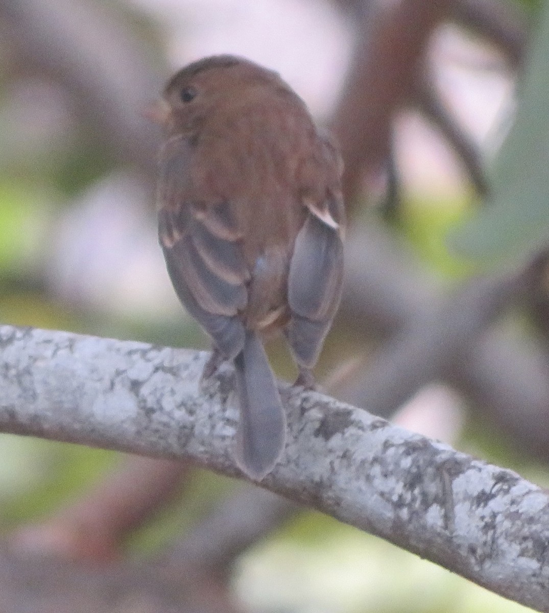 Indigo Bunting - ML645667317