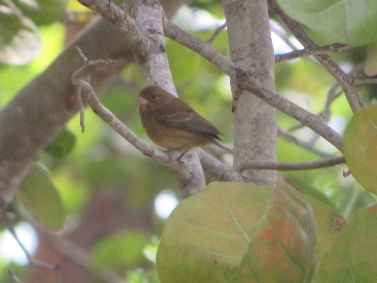 Indigo Bunting - ML645667318