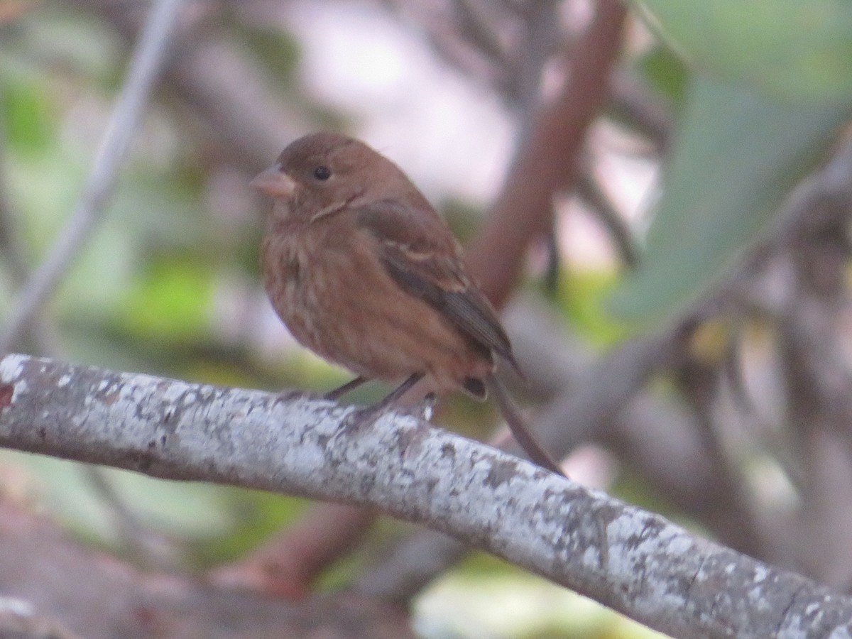 Indigo Bunting - ML645667319