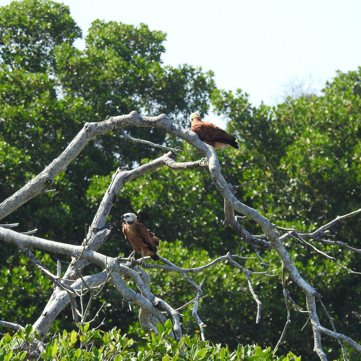 Black-collared Hawk - ML645667320