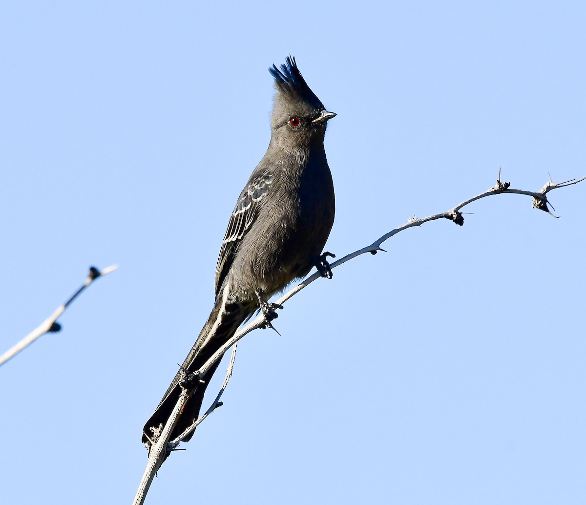 Phainopepla - ML645667321