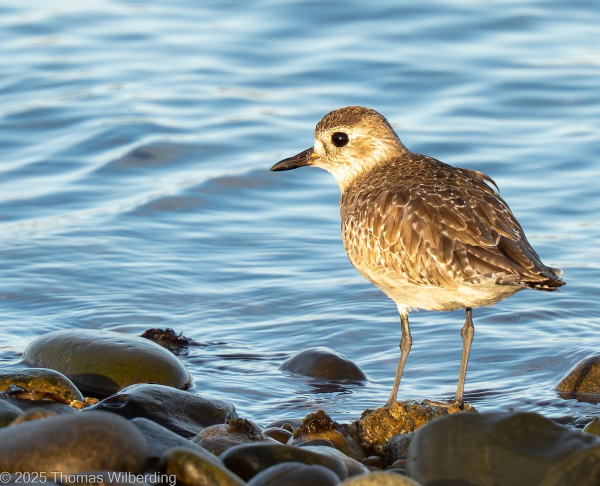 Black-bellied Plover - ML645667322