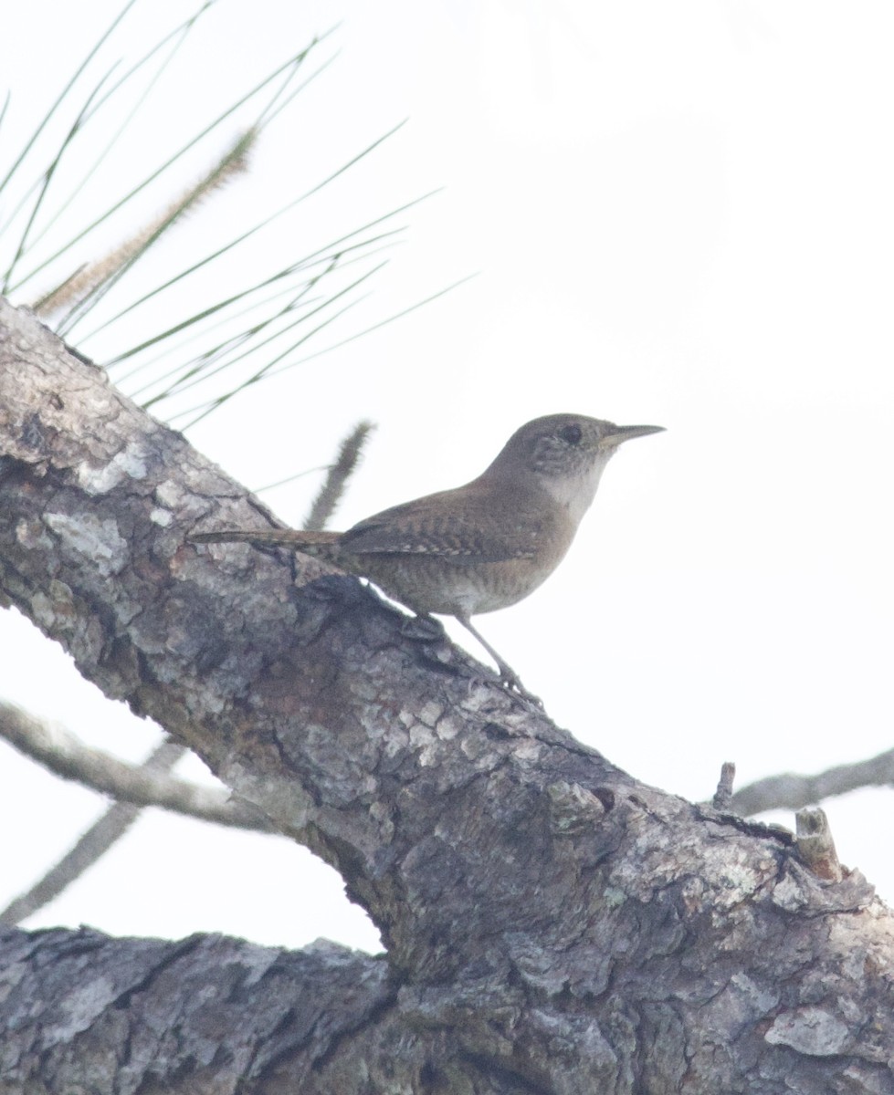 Northern House Wren - ML645667323