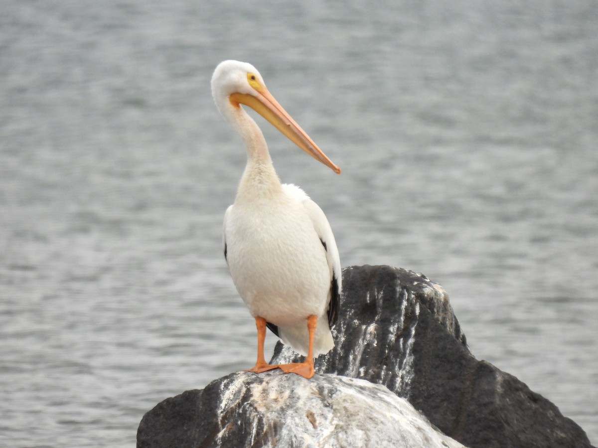 American White Pelican - ML645667324
