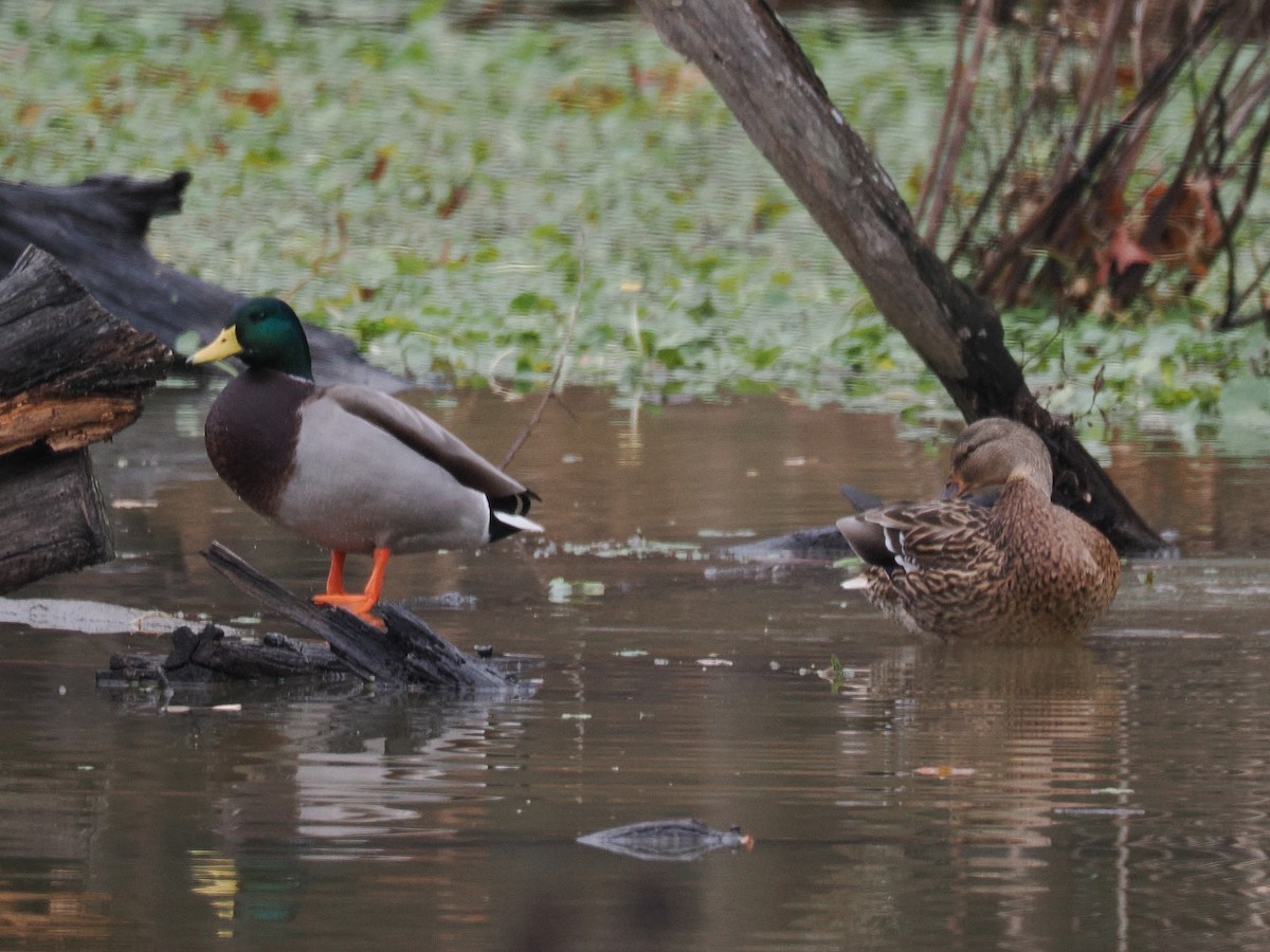 Mallard - ML645667326