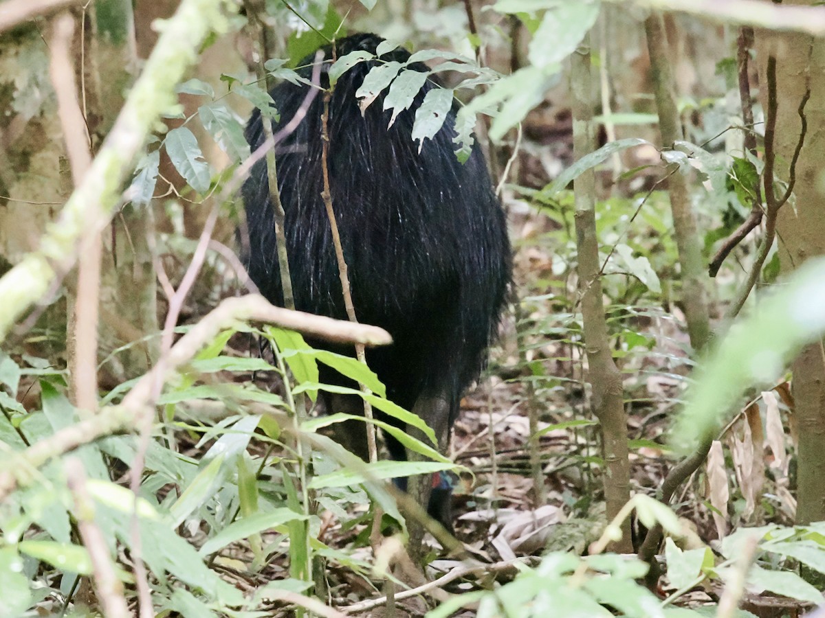 Southern Cassowary - ML645667327