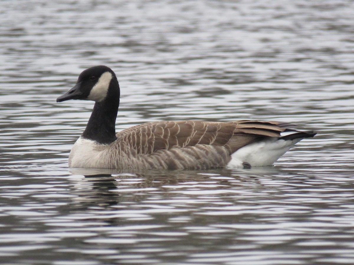 Canada Goose - ML645667333