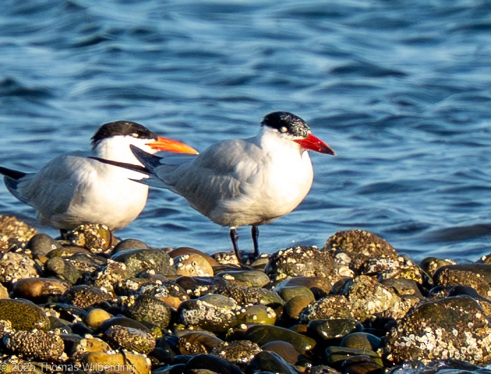 Caspian Tern - ML645667334