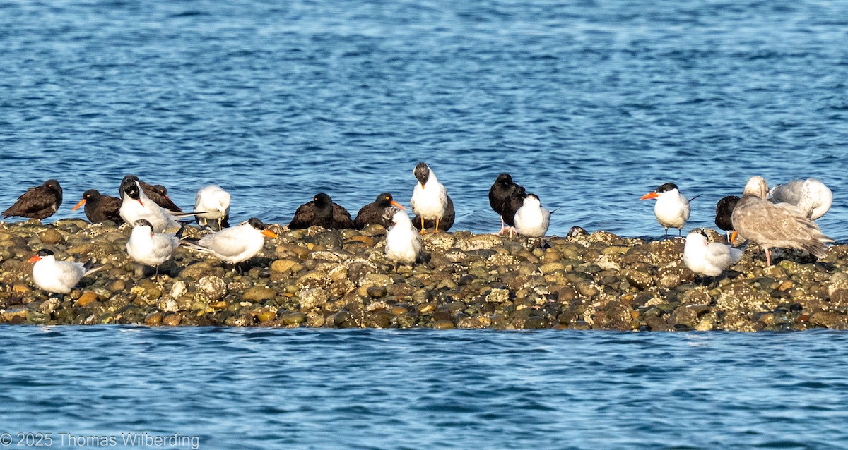 Caspian Tern - ML645667335
