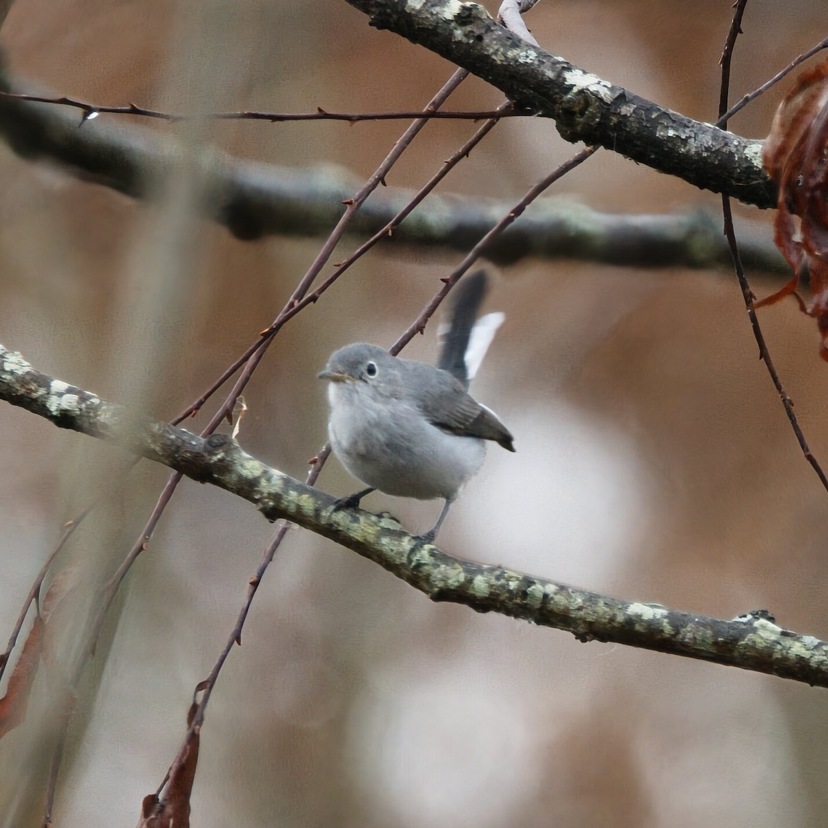 Голубая комароловка - ML645667336