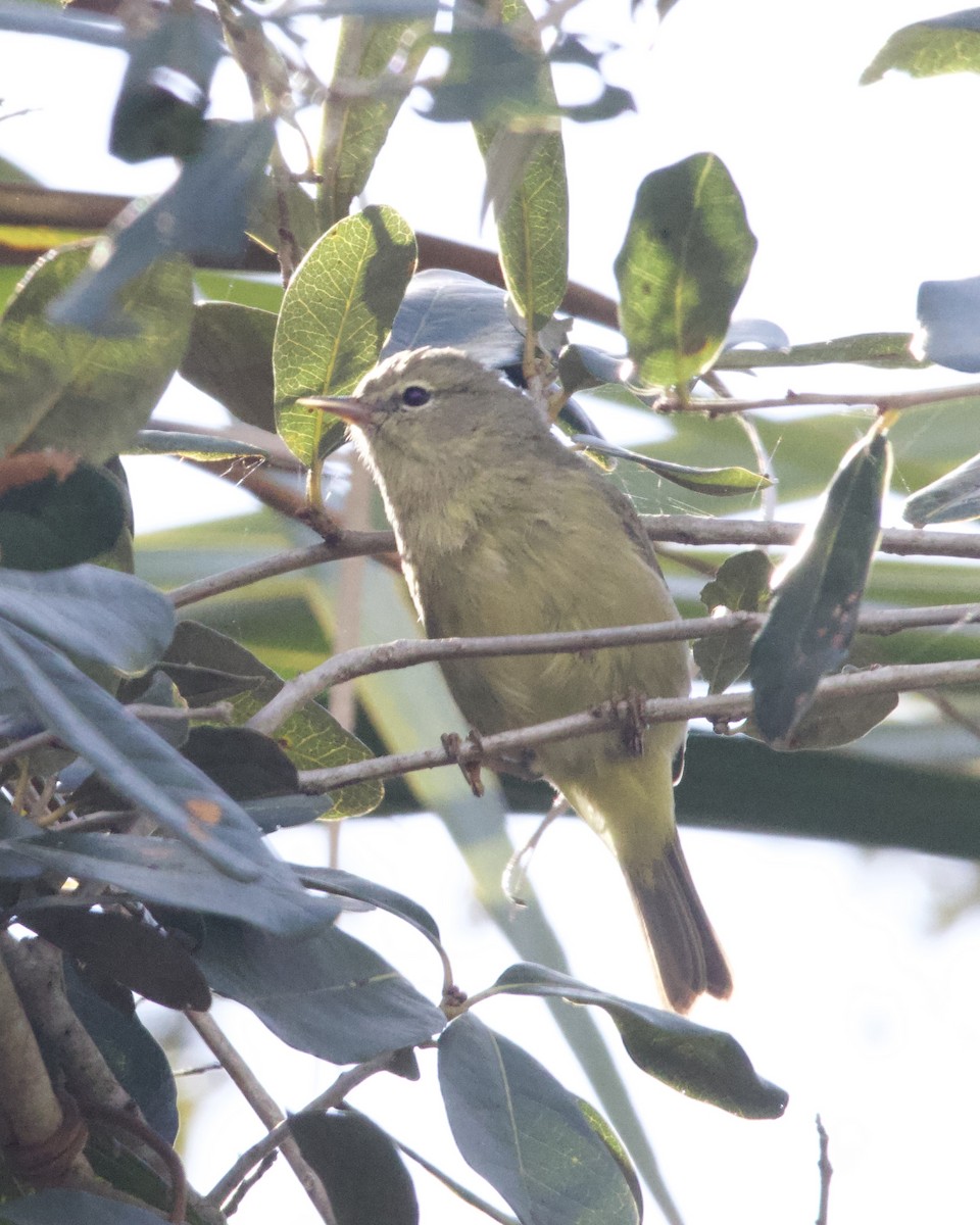 Orange-crowned Warbler - ML645667344