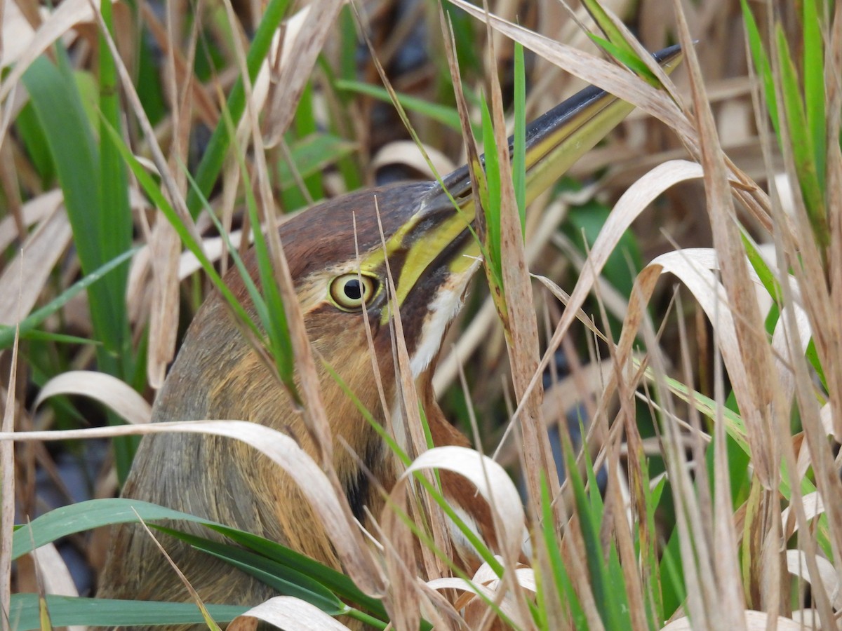 amerikarørdrum - ML645667345