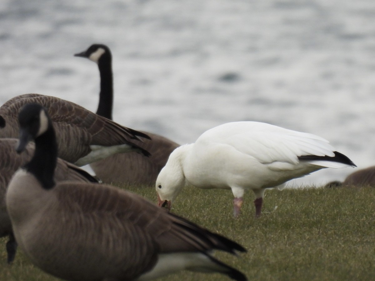 Snow Goose - ML645667351