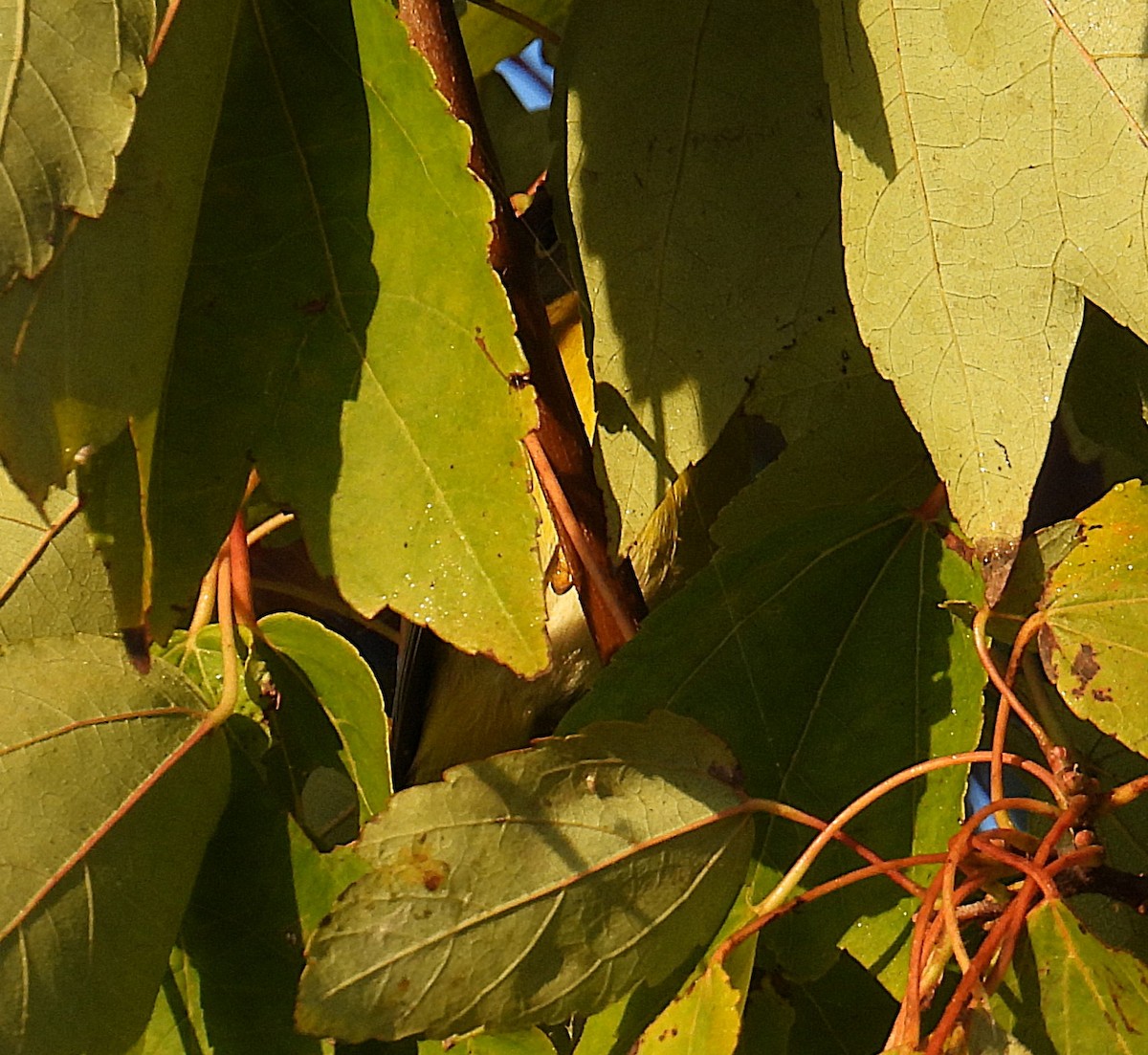 lesňáček sp. (Parulidae sp.) - ML645667353