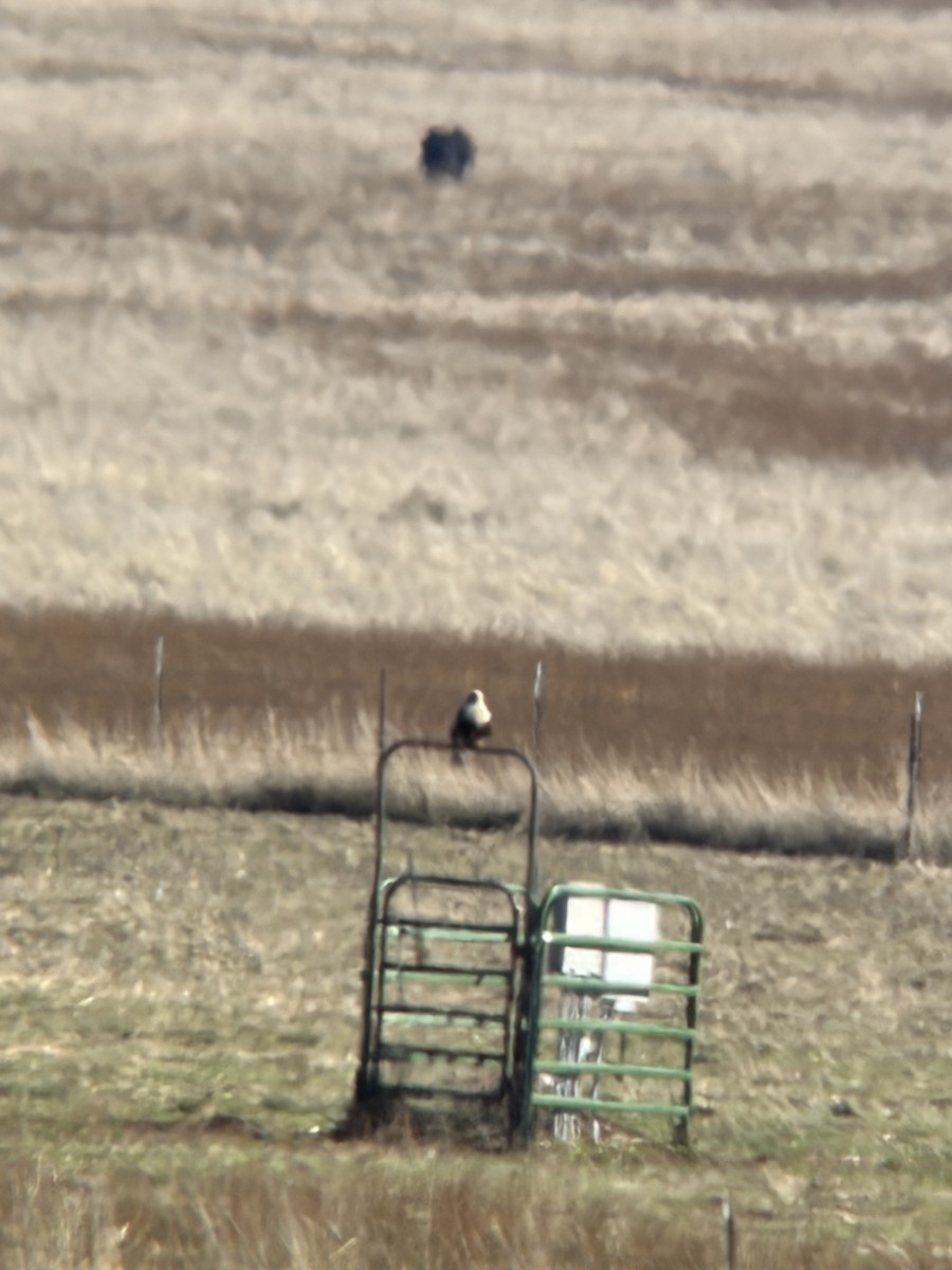 Paçalı Şahin - ML645667359