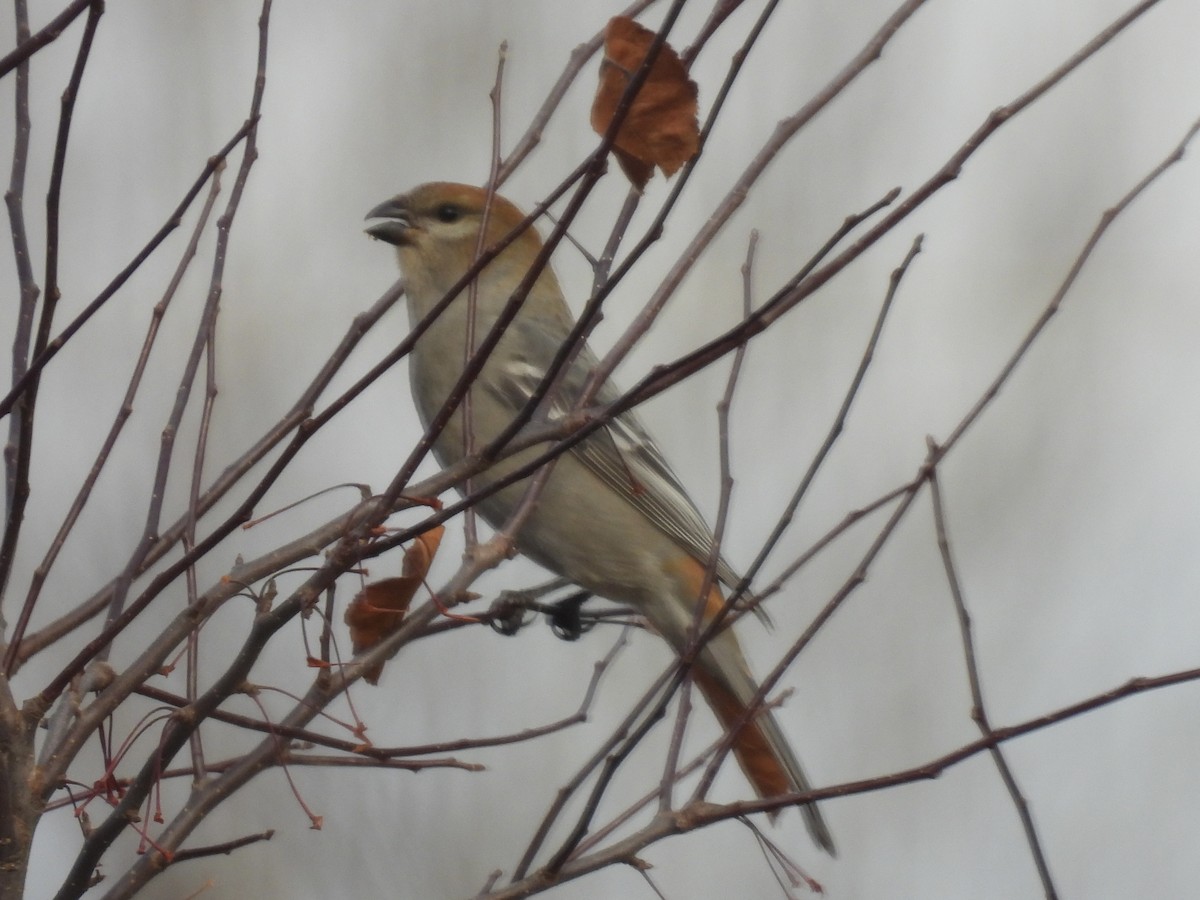 Pine Grosbeak - ML645667361