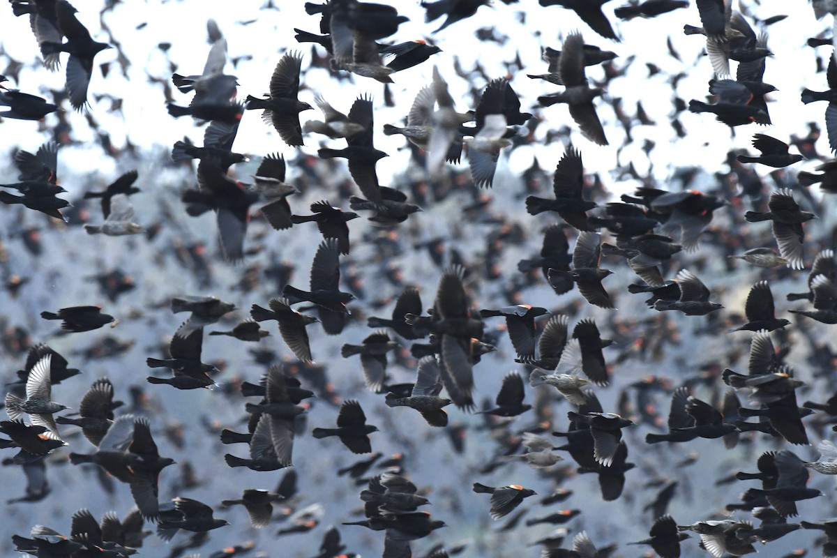 Red-winged Blackbird - ML645667382