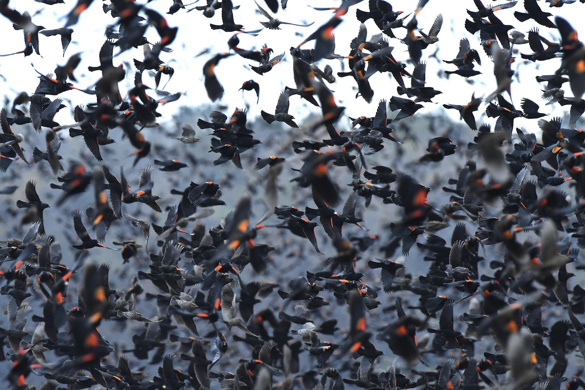 Red-winged Blackbird - ML645667383