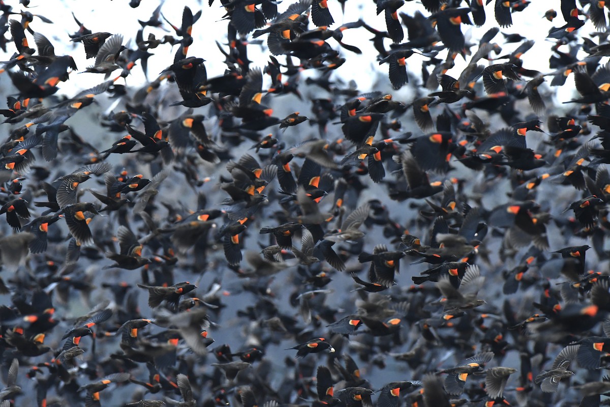 Red-winged Blackbird - ML645667384
