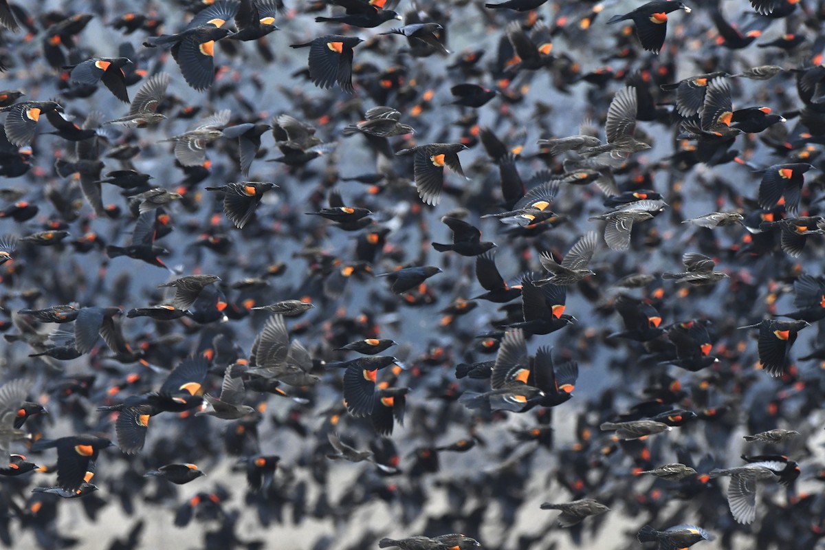 Red-winged Blackbird - ML645667385