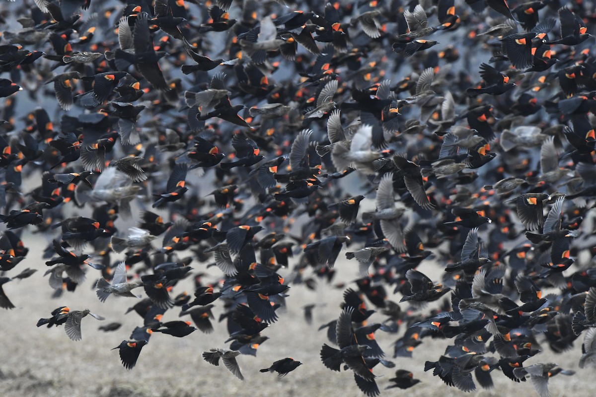 Red-winged Blackbird - ML645667386