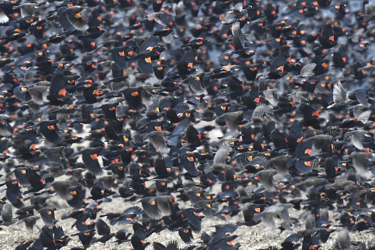 Red-winged Blackbird - ML645667387