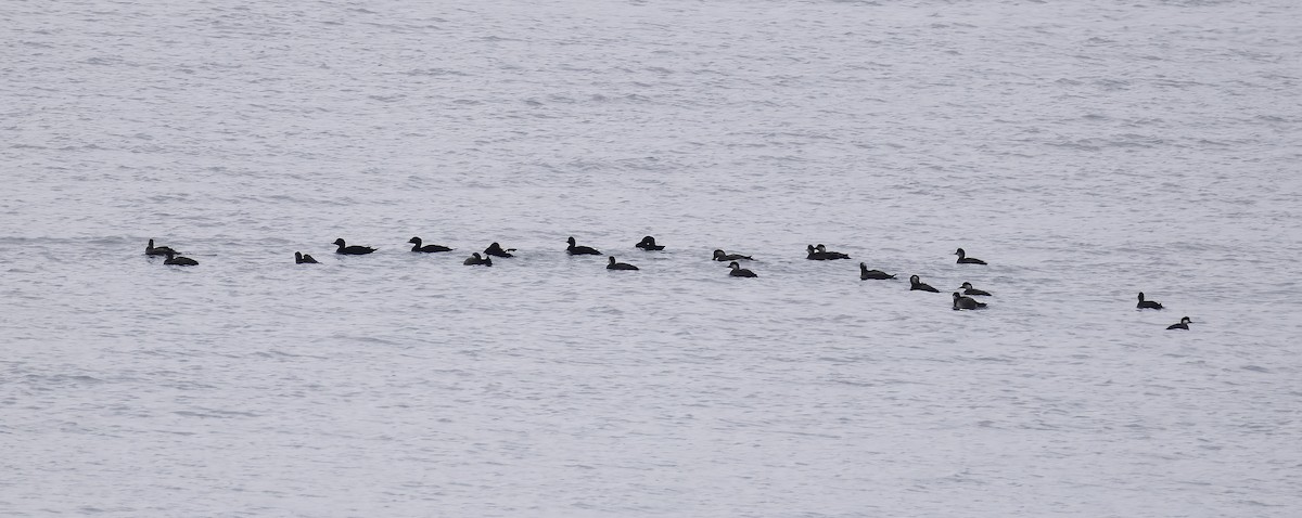 ヨーロッパクロガモ - ML645667388